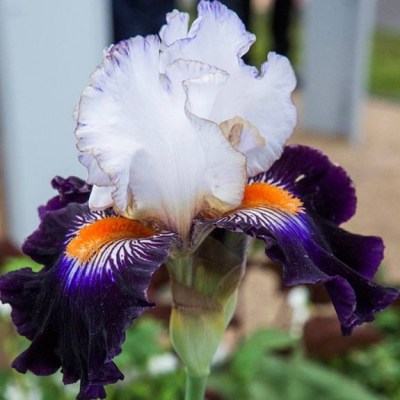 TERRE À SILEX(Richard Cayeux, R. 2015)